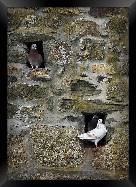 PIGEON HOLES Framed Print by Anthony R Dudley (LRPS)