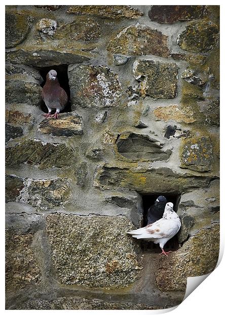 PIGEON HOLES Print by Anthony R Dudley (LRPS)