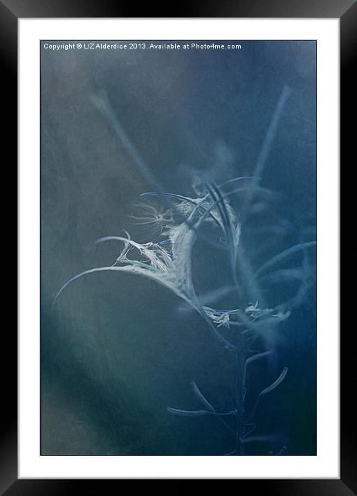 Rose Bay Willow Herb (Blue) Framed Mounted Print by LIZ Alderdice