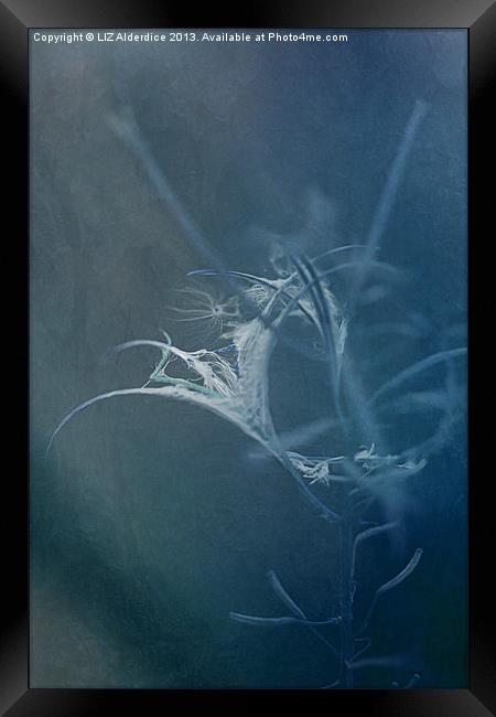 Rose Bay Willow Herb (Blue) Framed Print by LIZ Alderdice