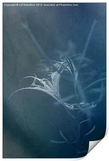Rose Bay Willow Herb (Blue) Print by LIZ Alderdice