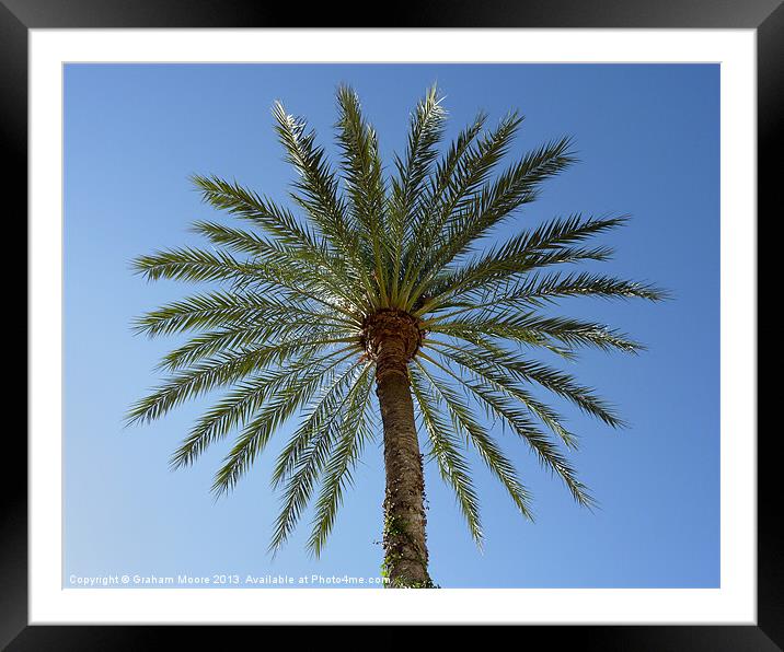 Palm Tree Framed Mounted Print by Graham Moore