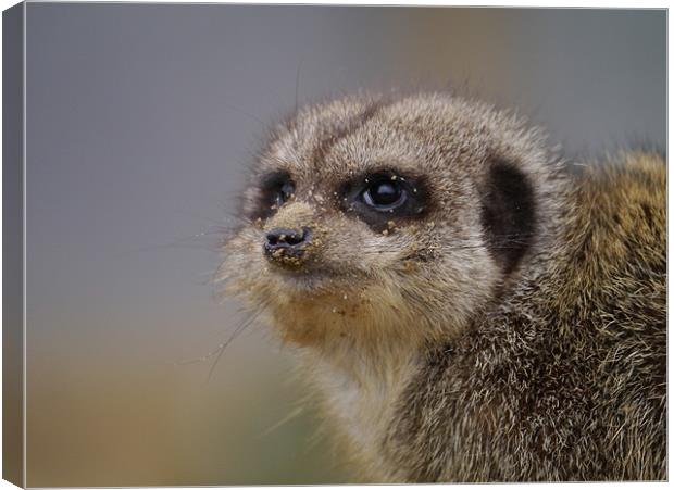 Meerkat with a sandy nose. Canvas Print by sharon bennett