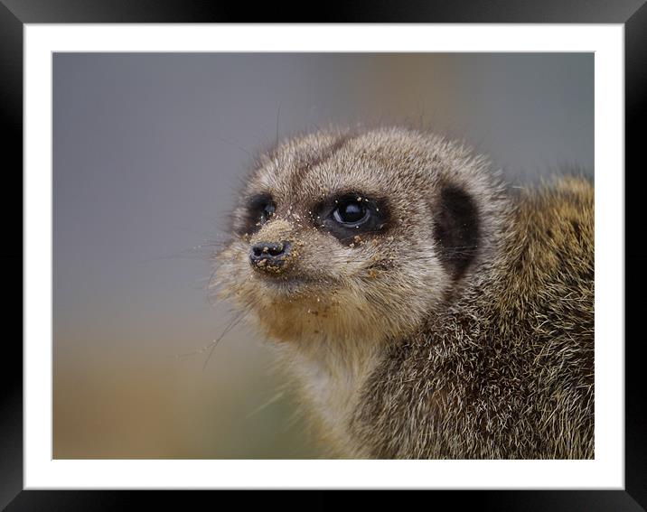 Meerkat with a sandy nose. Framed Mounted Print by sharon bennett