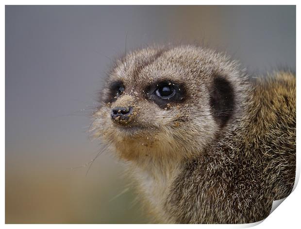 Meerkat with a sandy nose. Print by sharon bennett