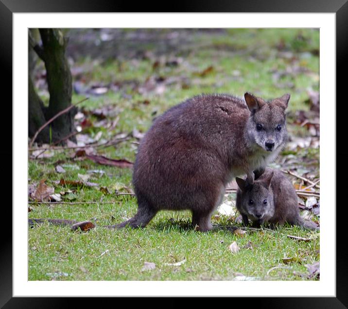 Wallaby Mum and baby Framed Mounted Print by sharon bennett