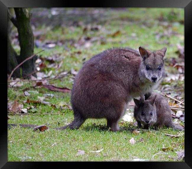 Wallaby Mum and baby Framed Print by sharon bennett