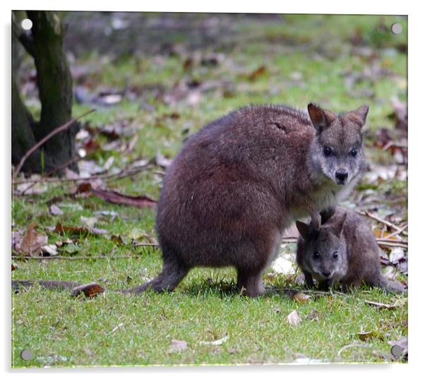 Wallaby Mum and baby Acrylic by sharon bennett