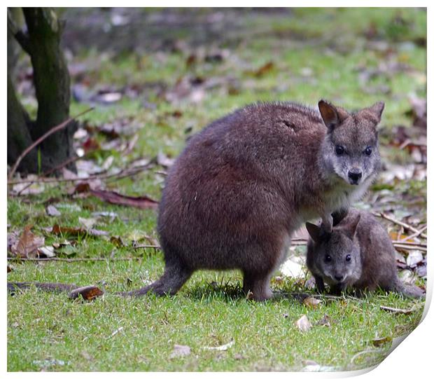 Wallaby Mum and baby Print by sharon bennett