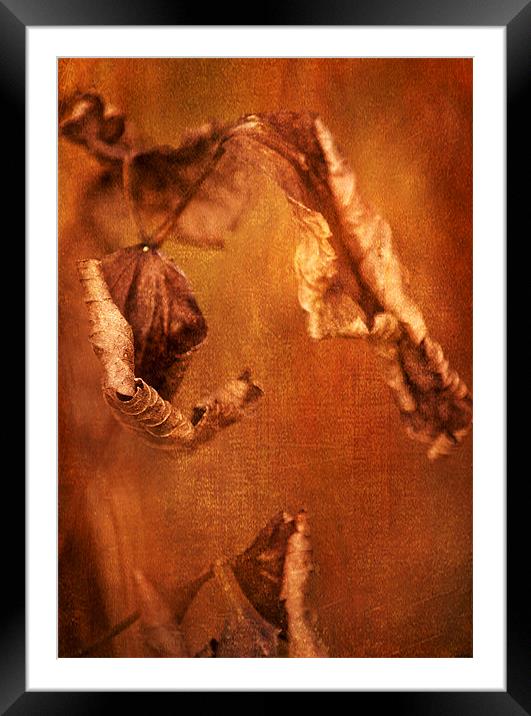 Dying Framed Mounted Print by Dawn Cox