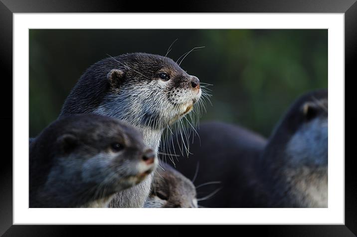 Curious Otter Framed Mounted Print by William Fuller