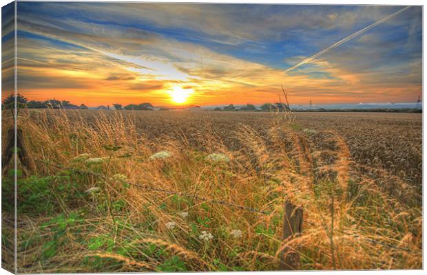 Cornfield Sunrise Canvas Print by Dave Bell