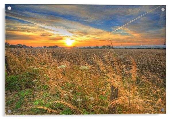 Cornfield Sunrise Acrylic by Dave Bell