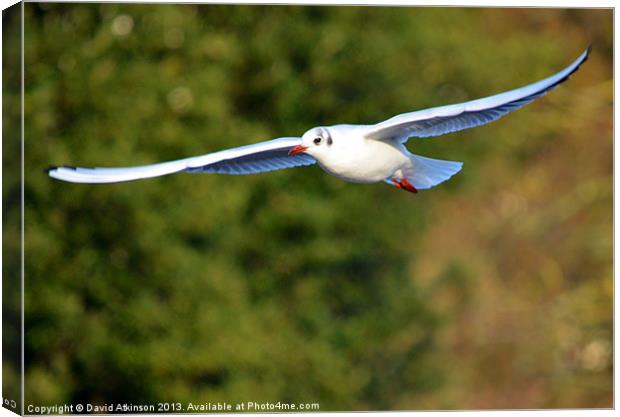 GULL FLOATING Canvas Print by David Atkinson