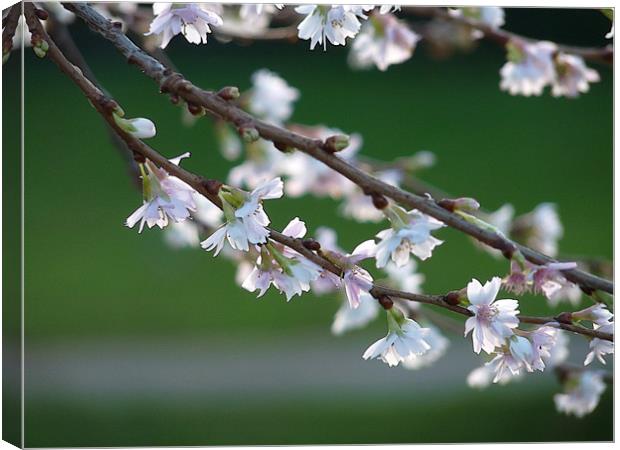 Blossom In January Canvas Print by Noreen Linale