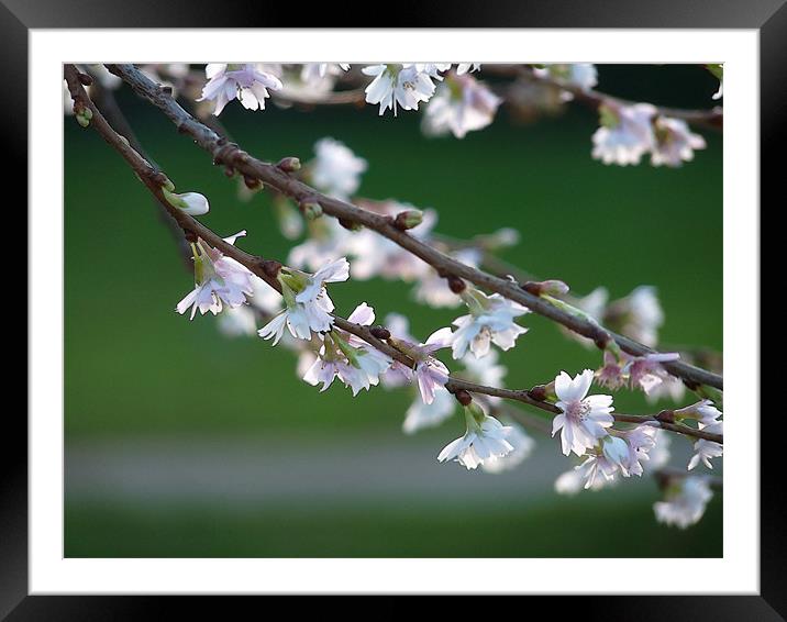 Blossom In January Framed Mounted Print by Noreen Linale