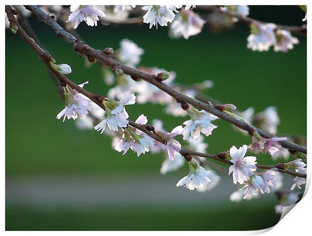 Blossom In January Print by Noreen Linale
