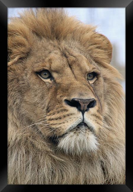 portrait of a lion Framed Print by Martyn Bennett