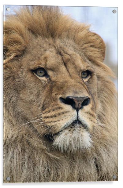 portrait of a lion Acrylic by Martyn Bennett
