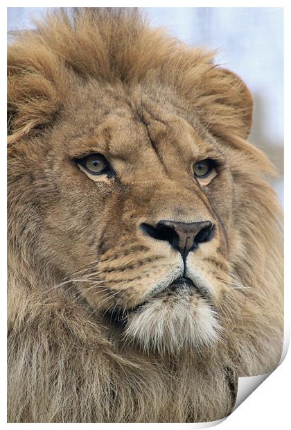portrait of a lion Print by Martyn Bennett