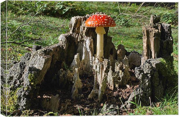 Fly Agaric Canvas Print by Mark  F Banks