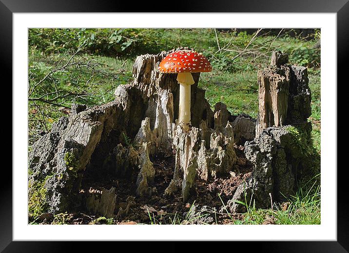Fly Agaric Framed Mounted Print by Mark  F Banks