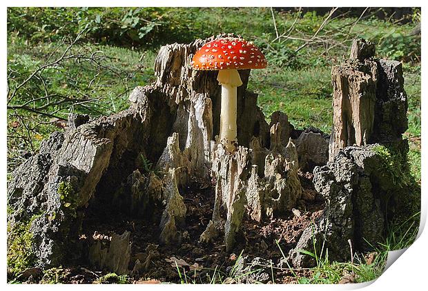 Fly Agaric Print by Mark  F Banks