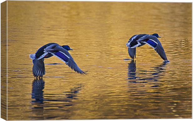 Mallards in flight over lake Canvas Print by Simon West