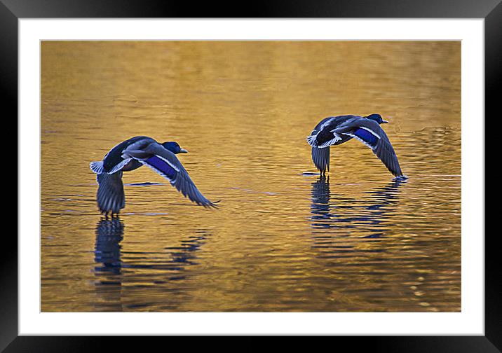 Mallards in flight over lake Framed Mounted Print by Simon West