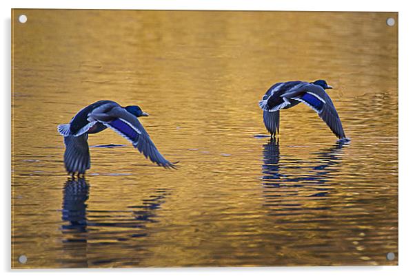 Mallards in flight over lake Acrylic by Simon West