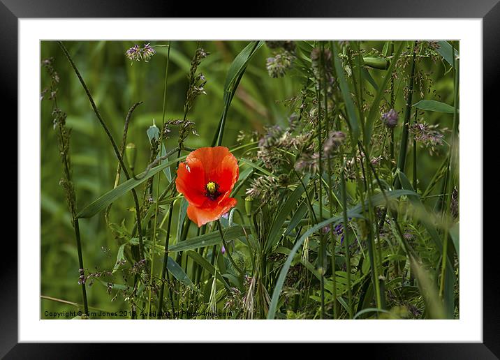 Poppy amongst the grasses Framed Mounted Print by Jim Jones