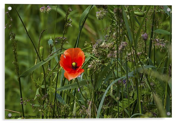 Poppy amongst the grasses Acrylic by Jim Jones