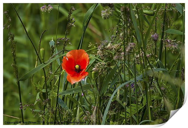Poppy amongst the grasses Print by Jim Jones