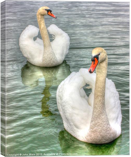 Bonded Swans on the Lake Canvas Print by John Wain