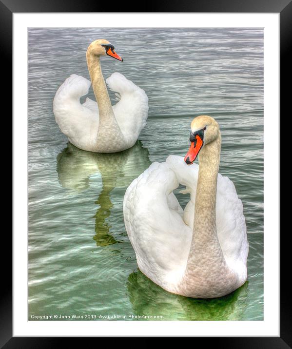 Bonded Swans on the Lake Framed Mounted Print by John Wain