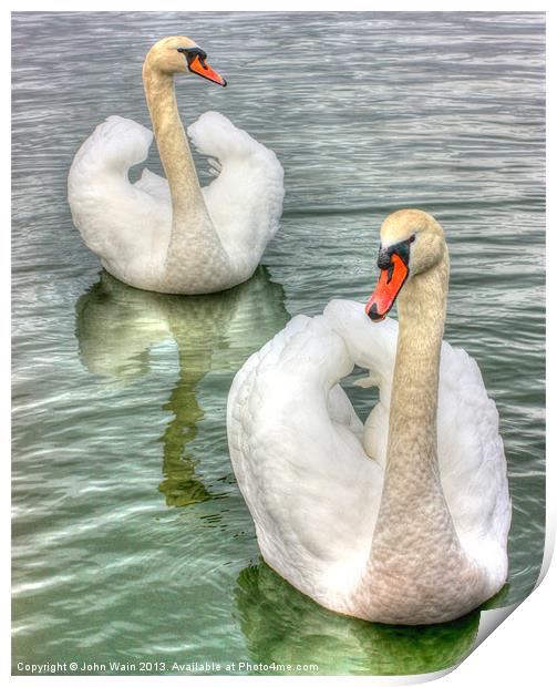Bonded Swans on the Lake Print by John Wain