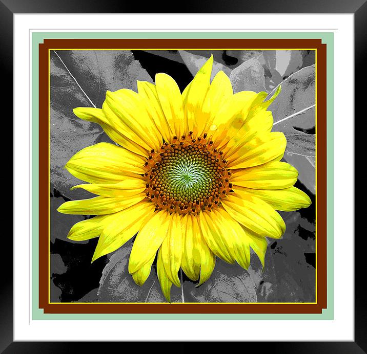 Framed Sunflower  Framed Mounted Print by james balzano, jr.