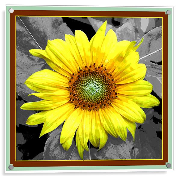 Framed Sunflower  Acrylic by james balzano, jr.