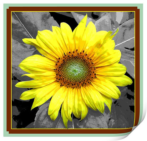 Framed Sunflower  Print by james balzano, jr.