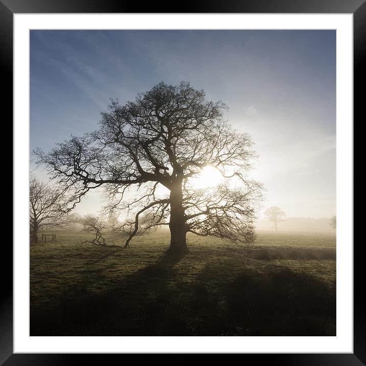 Winter Tree Framed Mounted Print by Simon Wrigglesworth
