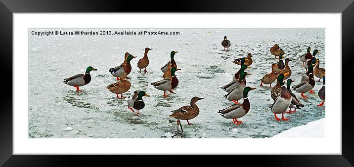 Ducks on Ice Framed Mounted Print by Laura Witherden