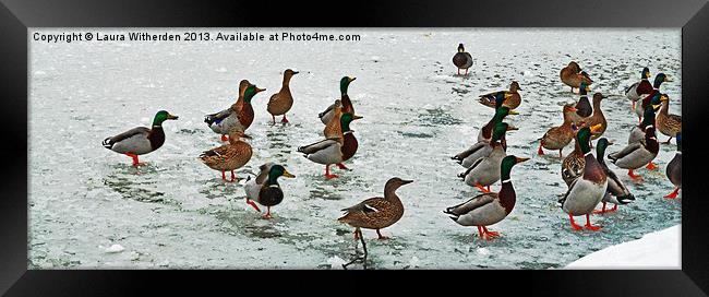 Ducks on Ice Framed Print by Laura Witherden