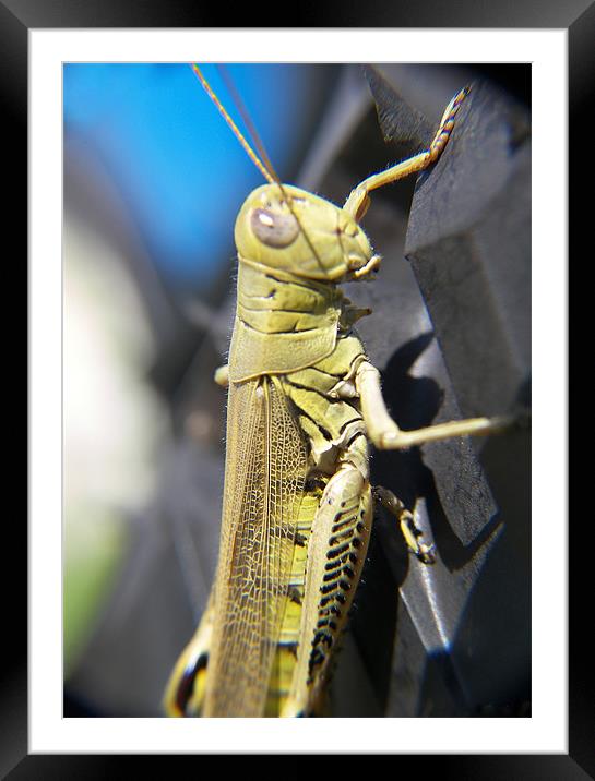 Green Grasshopper  Framed Mounted Print by Jennifer Longardner