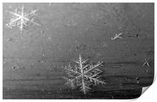 The Snowflake Print by Ic Imagination