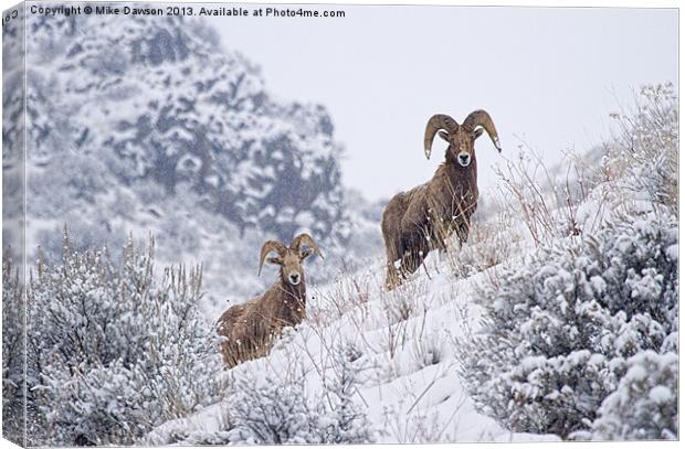 Pair of Winter Rams Canvas Print by Mike Dawson