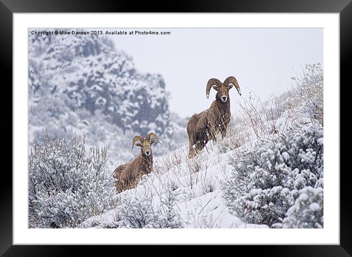Pair of Winter Rams Framed Mounted Print by Mike Dawson