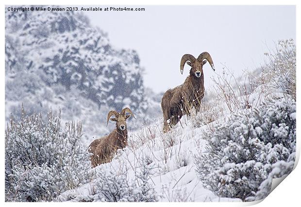 Pair of Winter Rams Print by Mike Dawson