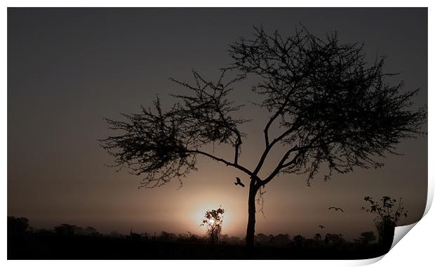 Tree  Print by T R   Bala subramanyam