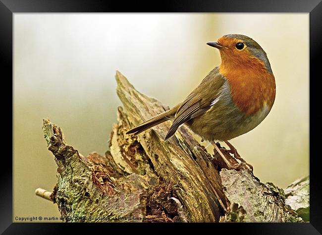 Looking back Framed Print by Martin Kemp Wildlife