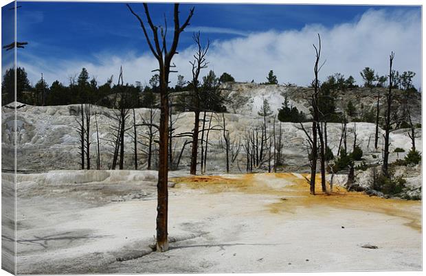 Mammoth Terraces, Yellowstone Canvas Print by Claudio Del Luongo
